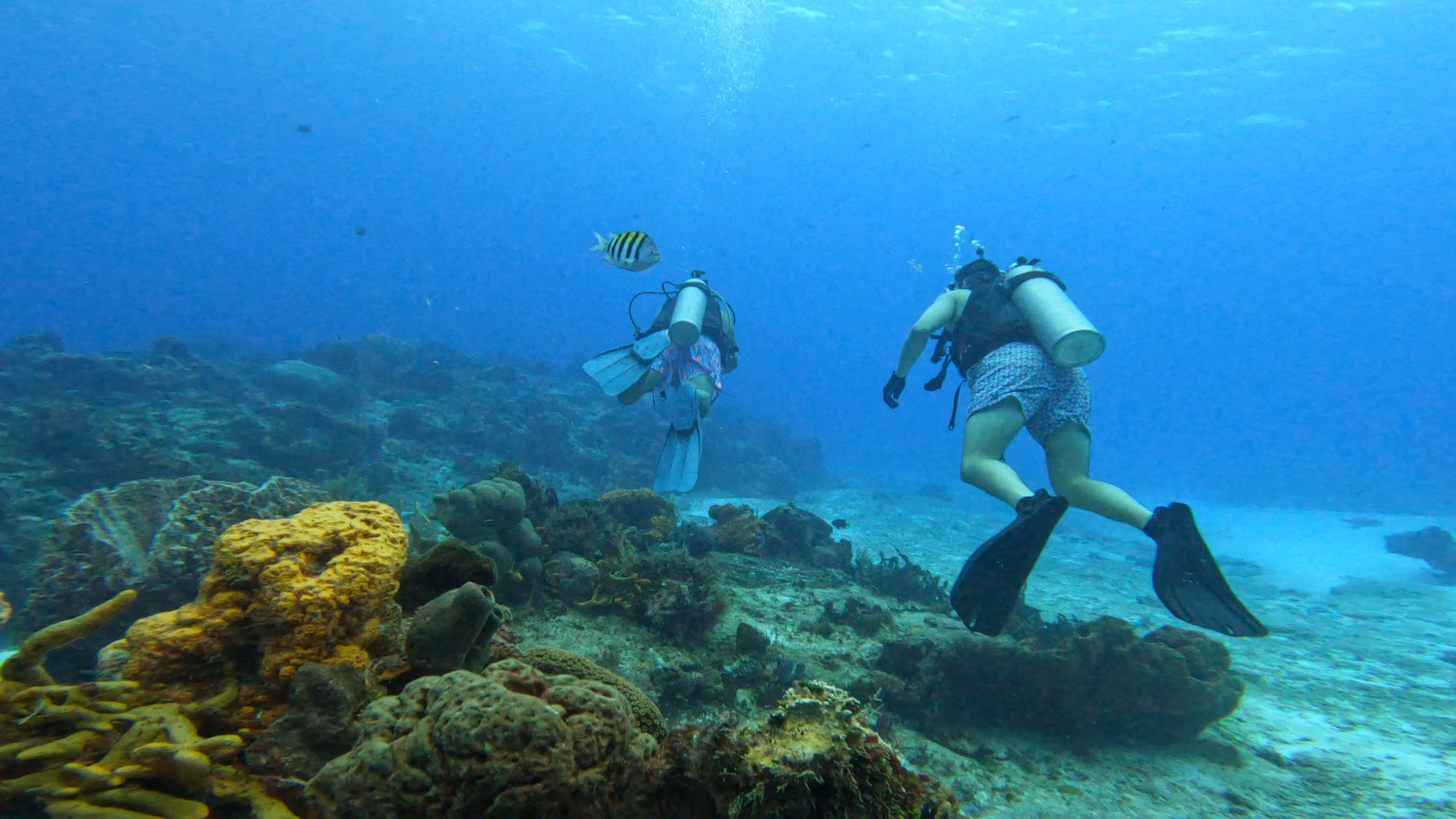 Two divers swimming over coral